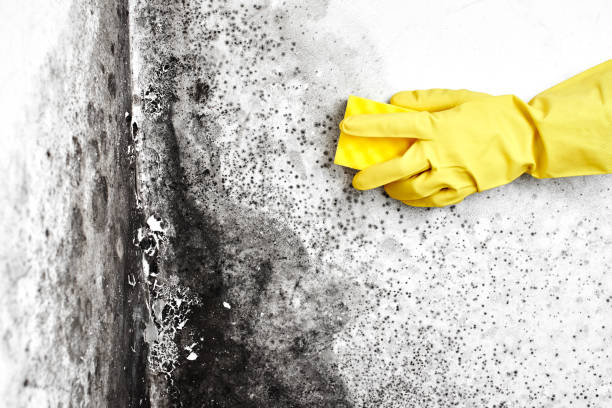 Mold Removal Process in Clifton Forge, VA