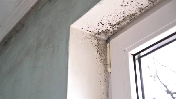 Best Toxic Mold Removal  in Clifton Forge, VA