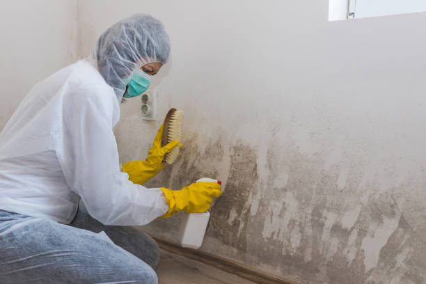 Best Mold Removal Process  in Clifton Forge, VA