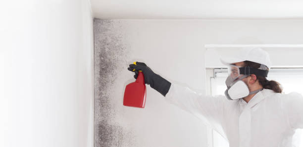 Best Attic Mold Removal  in Clifton Forge, VA