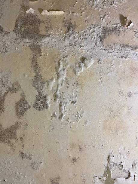 Best Mold Removal Company Near Me  in Clifton Forge, VA