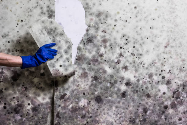 Best Fast Mold Removal  in Clifton Forge, VA