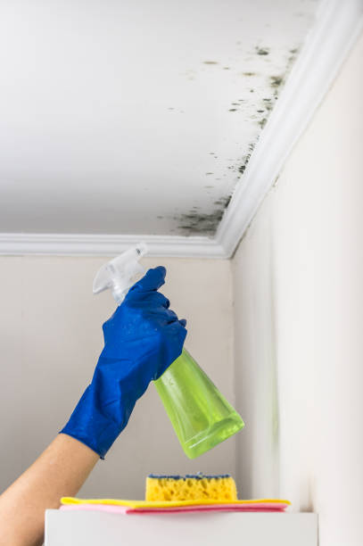Best Mold Testing  in Clifton Forge, VA